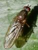 Dryomyza flaveola